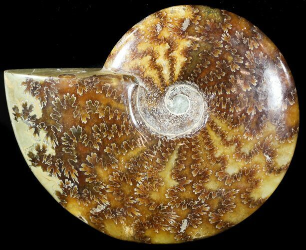 Wide Polished Cleoniceras Ammonite - Madagascar #49425
